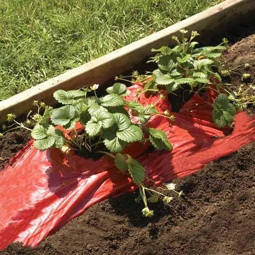 Kweekfolie Rood - aardbeien & tomaten